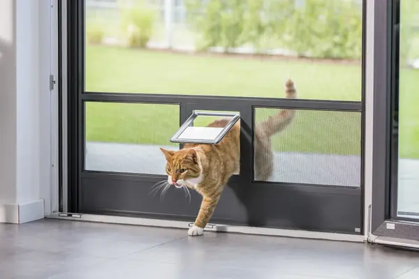 Eine getigerte Katze geht durch eine Katzenklappe in einer modernen Terrassentür.